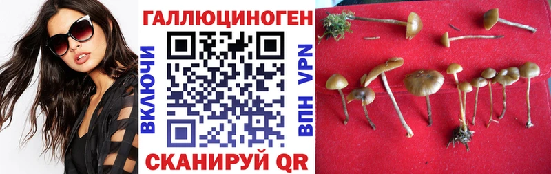 где продают Ворсма darknet как зайти Галлюциногенные грибы Cubensis
